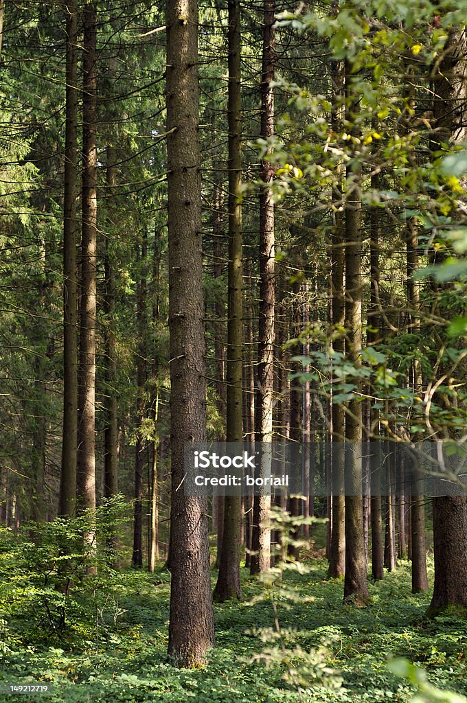 Foresta di conifere - Foto stock royalty-free di Abete