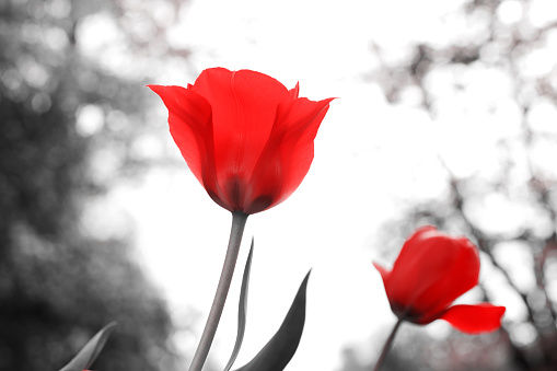 Spring tulips in the park, red, black, white