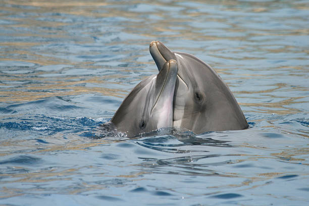 delfiny miłość - two dolphins zdjęcia i obrazy z banku zdjęć