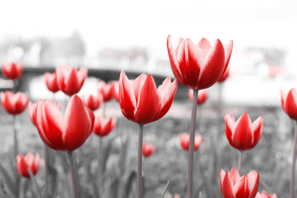 istock Spring tulips in the park 1492129387