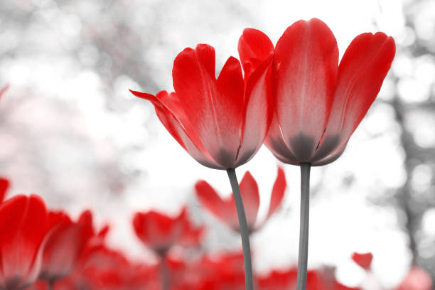 istock Spring tulips in the park 1492130060