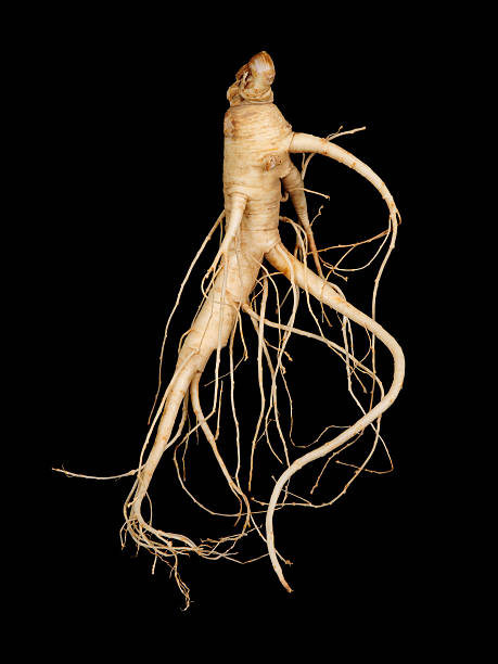 ginseng frais, homme racine - ginseng photos et images de collection