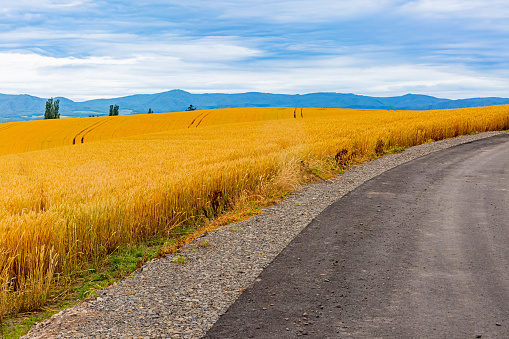 golden wheat field in summer in Hokkaido