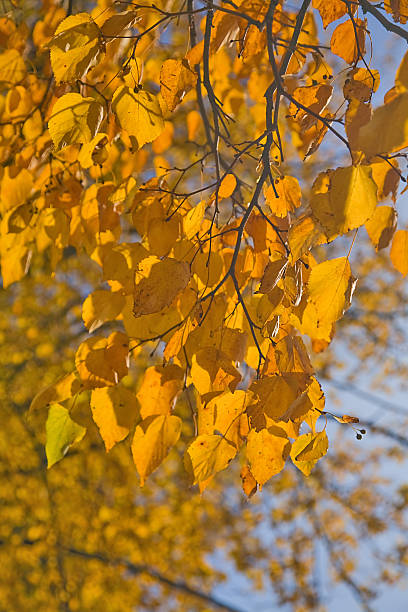 istock autumn branch on gold 149213167