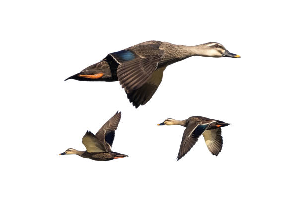 istock Spot-billed duck in flying isolated on a white background. 1492132812