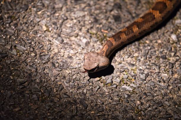 istock Dwarf lancehead snake or Okinawa pitviper or Hyan or Himehabu 1492133790