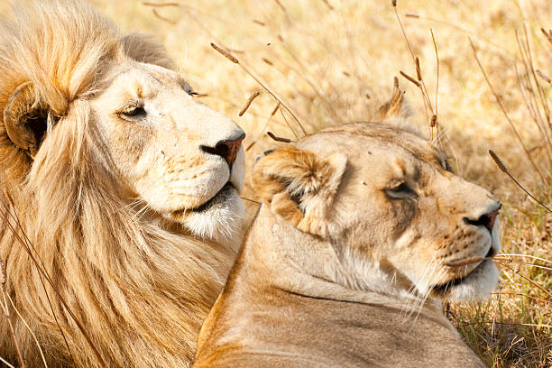 istock Male & Female lion couple 149213438