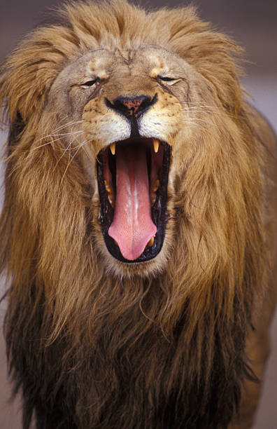 istock African Male Lion 149213604