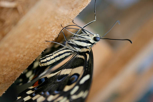 Captive Butterfly stock photo