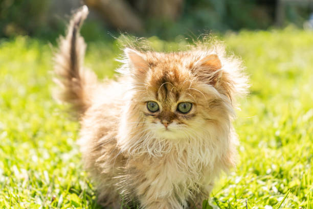 istock Orange Scottish Tabby Kitten Outside Bright Sun Damp Fur Exploring Alert 1492137013