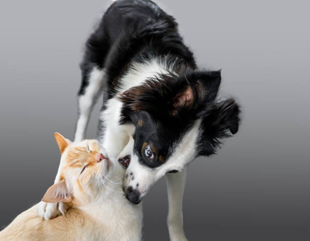 istock Dog and Cat Nuzzle Cuddle Playing Biting Annoying Bothering Background Removed 1492137017