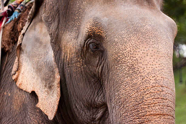 istock Chiang Mai Zoo elephant close-up 149213765