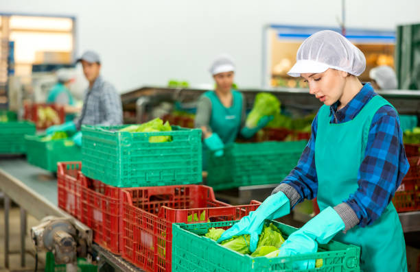 istock Woman in apron stacking lettuce in vegetable warehouse 1492138026
