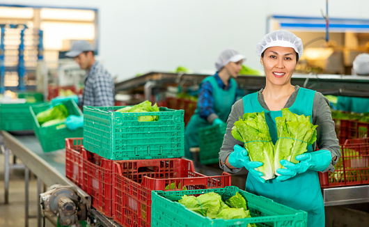 Smiling asian woman in apron, vegetable factory worker, holding fresh lettuce leaves and looking at camera.
