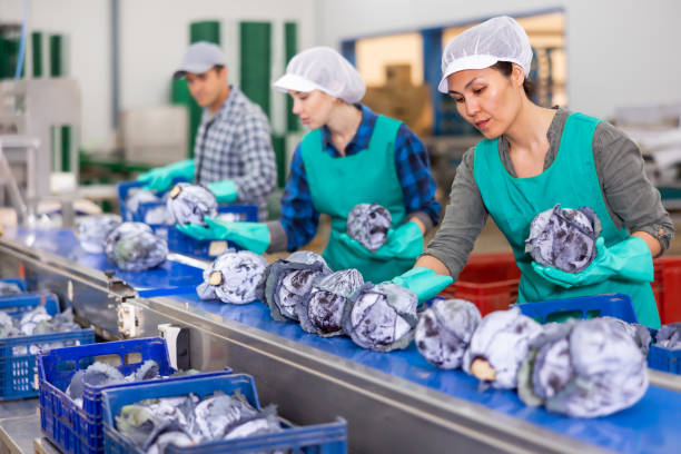 istock Team of female workers sorting red cabbage on the conveyor of a vegetable processing factory 1492138053