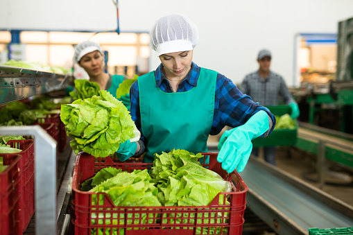 Woman sorting fresh lettuce during work day in vegetable factory.