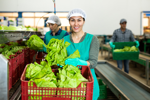 Portrait of female worker standing with fresh lettuce in her hands at a vegetable sorting factory