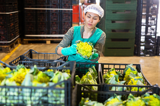 Asian woman vegetable factory worker checking quality of green cauliflower in crates.