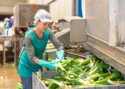 Female worker in vegetable factory is washing leeks after sorting on a conveyor