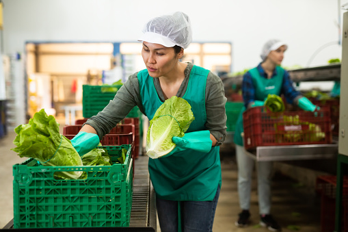 Asian woman in uniform during sorting lettuce  at warehouse at vegetable factory