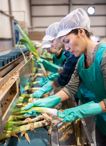 Asian woman standing with other women in row at conveyor and sorting fresh leek during work day in vegetable factory.