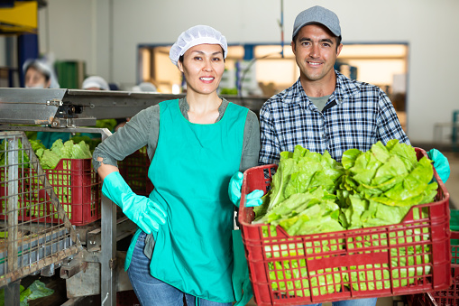 Portrait of man and woman - vegetable factory workers with a box of ripe lettuce