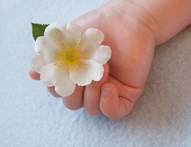 Hands detail with white rose