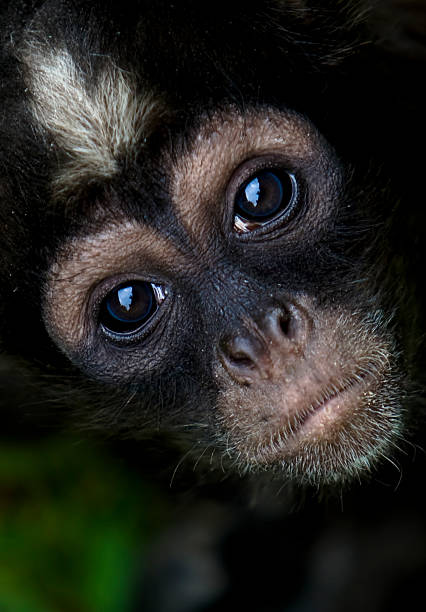 Spider Monkey stock photo