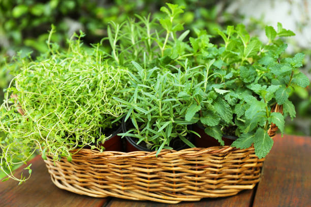istock Wicker basket with fresh mint, thyme and rosemary on wooden table outdoors. Aromatic herbs 1492141708