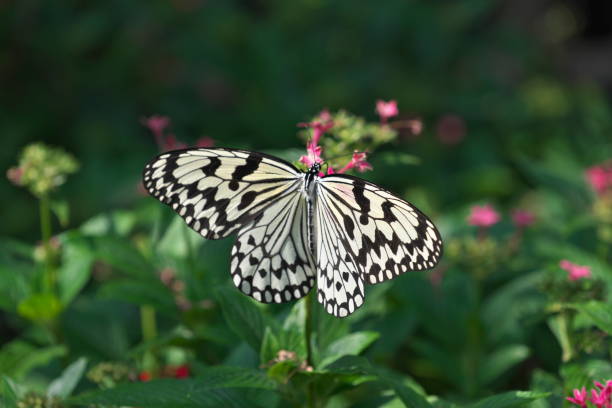 Kagoshima, Japan - May 16, 2023: Tree Nymph Butterfly or Rice Paper butterfly