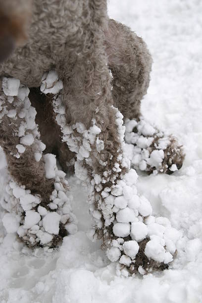 Dog legs covered with snow balls stock photo