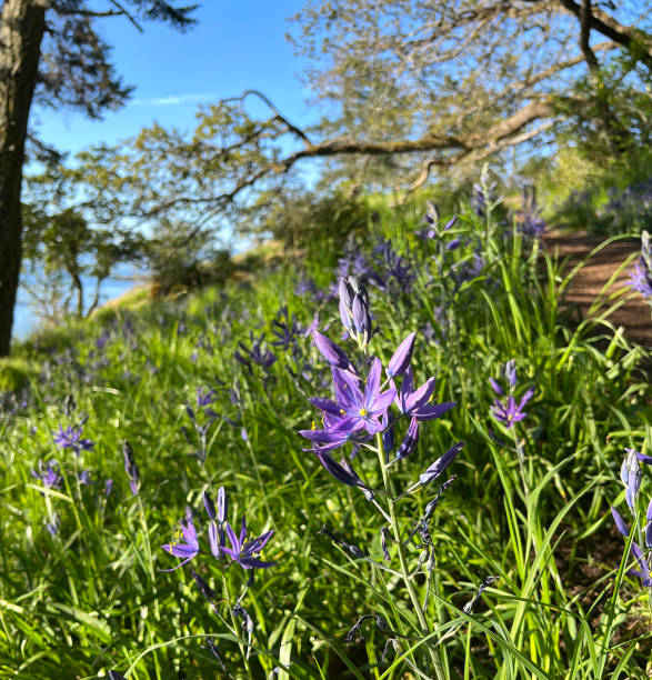 istock Camassia in the woods 1492142219