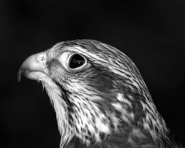 istock African Hawk - Black & White Photo 149214262