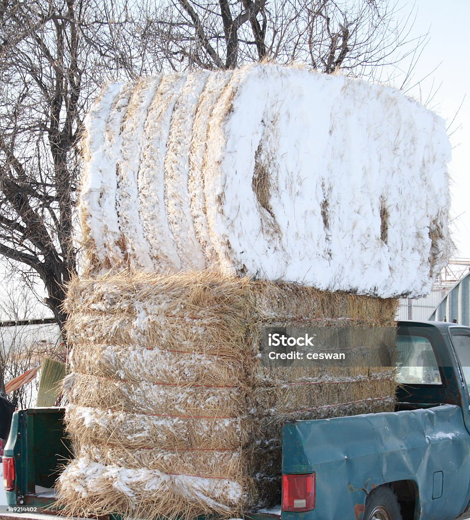 Bales of Feed Two large bales of feed are loaded on an old truck, to be taken out to the hungry cattle. Bale Stock Photo