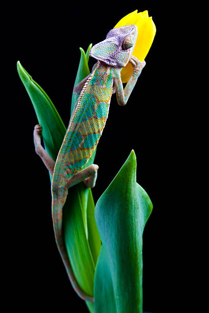 Chameleon stock photo