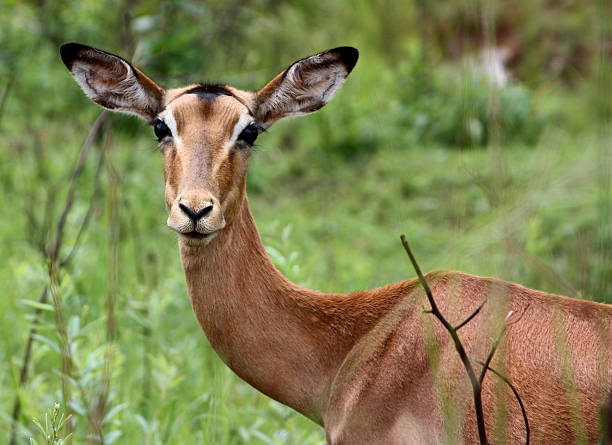Antelope stock photo