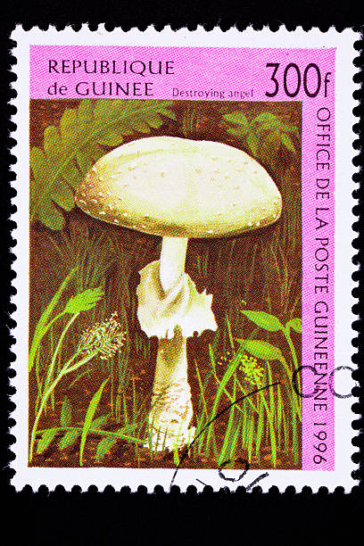 기니 우표 독우산광대버섯 amanita virosa, ocreata, verna, - 독우산광대버섯 이미지 뉴스 사진 이미지