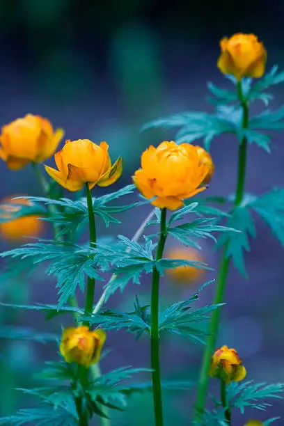 Beautiful orange garden flowers. The Globe-flower (Trollius europaeus) is a perennial plant of the family Ranunculus(Ranunculaceae) or Buttercup family