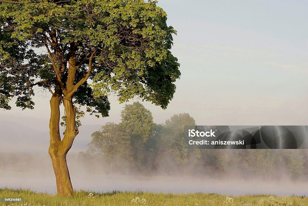 Maple tree at dawn Maple tree on the shore of the lake with morning mist floating over the water. Agricultural Field Stock Photo