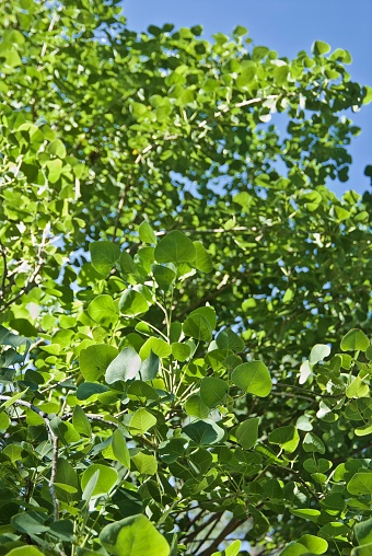 Green cottonwood tree leaves shimmering in the sunlight with a blue sky in Arizona