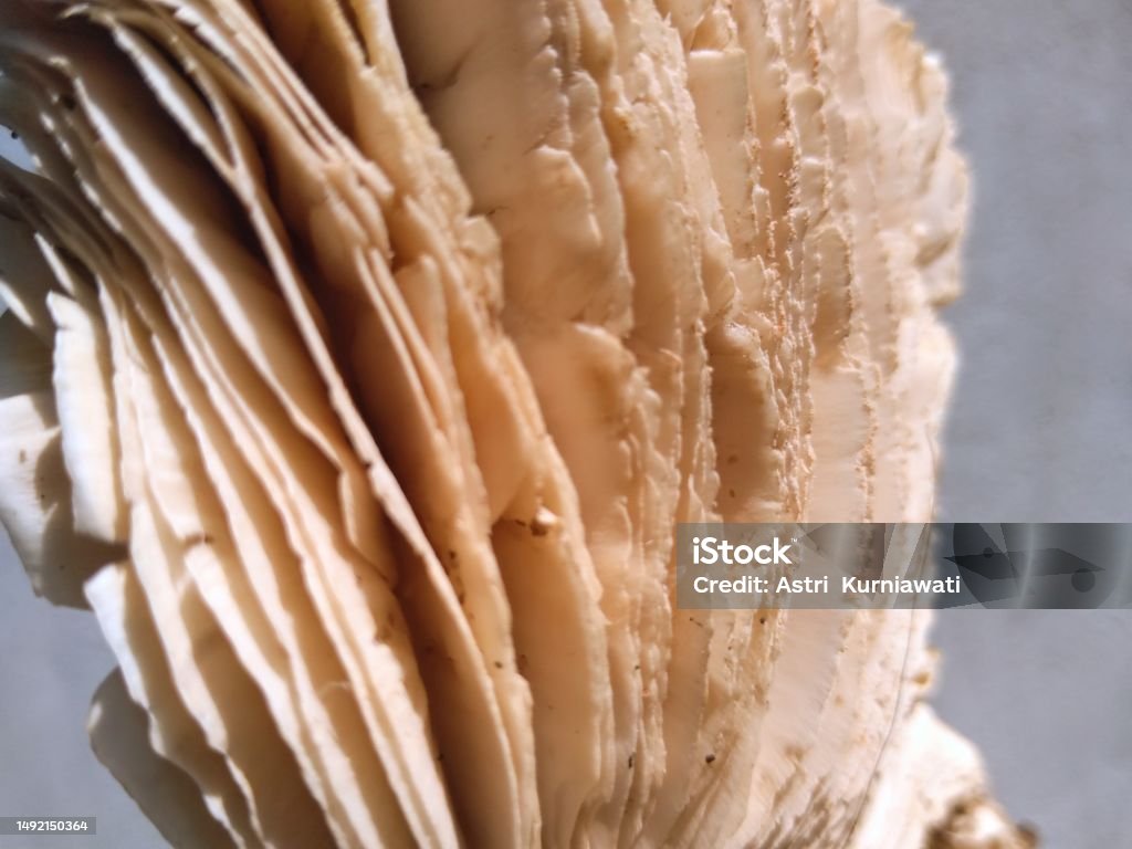 Termitomyces Schimperi는 흰개미 종 Macrotermes Michaelseni와 관련된 큰 곰팡이입니다 0명에