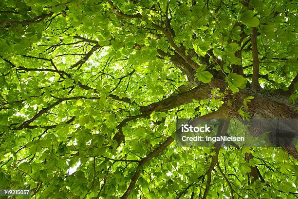 Photo libre de droit de Châtaignier banque d'images et plus d'images libres de droit de Arbre - Arbre, Branche - Partie d'une plante, Châtaignier