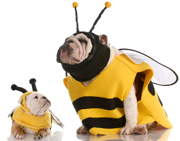 silly bees english bulldog mother and puppy dressed up as bees with reflection on white background bee costume stock pictures, royalty-free photos & images