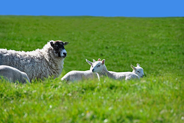 istock Sheep with Four Lambs in the Green Field during Spring 149215150