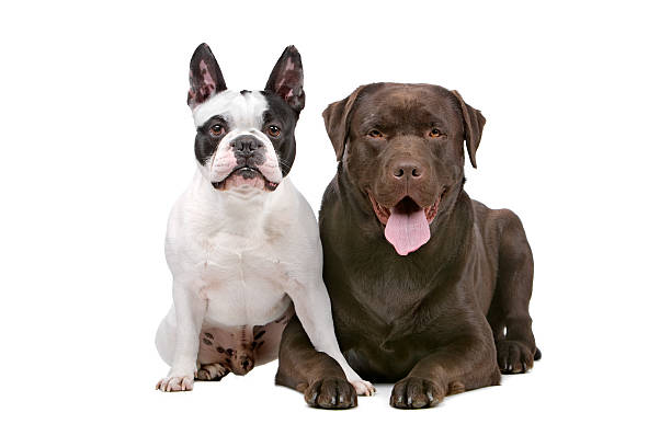 istock French bulldog and a chocolate labrador 149215161