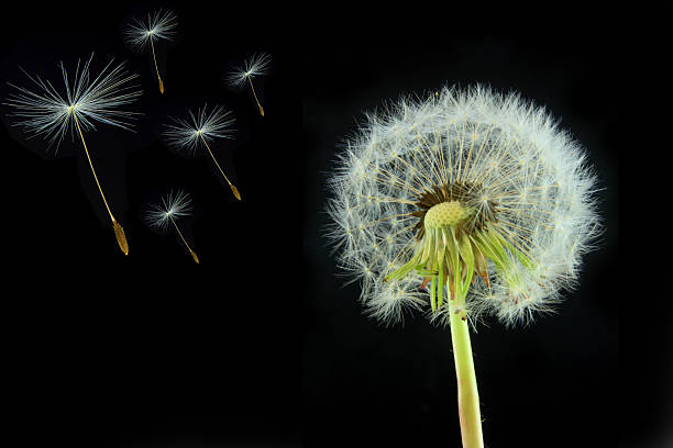 istock dandelions (taraxacum officinale) succes start of new life 149215272
