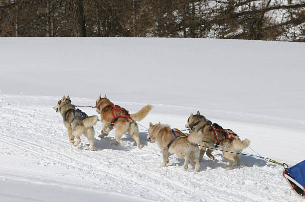 istock Four Sled Dogs Running through Snow 149215336