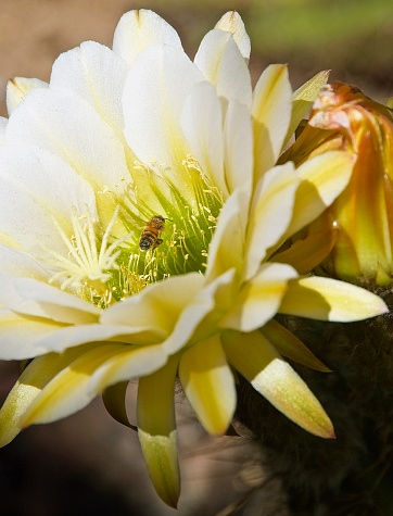 Honeybee flying into white blooming torch cactus flower at a botanical garden in Tucson, Arizona