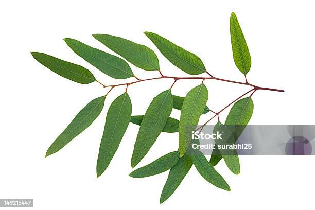 Photo libre de droit de Eucalyptus banque d'images et plus d'images libres de droit de Arbre - Arbre, Branche - Partie d'une plante, Couleur verte