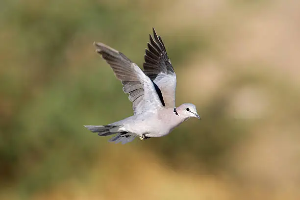 Photo of Cape turtle dove in flight